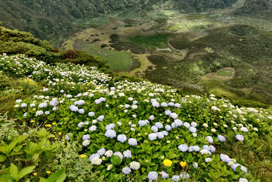 Ein paar Hortensien haben es auch in den Krater geschafft.