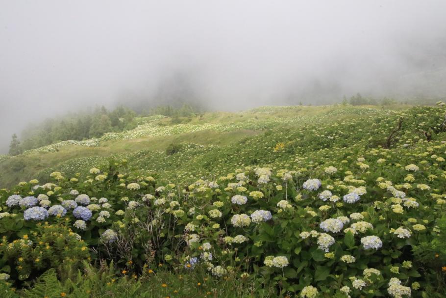 Eine Außenseite des Kraters ist fast komplett mit Hortensien bewachsen.