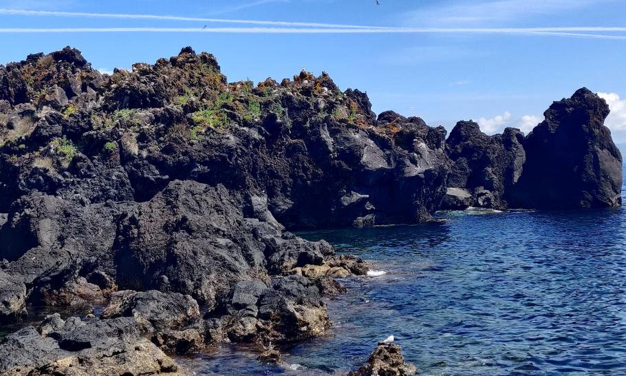 Auf der Klippe haben Möwen eine Kolonie