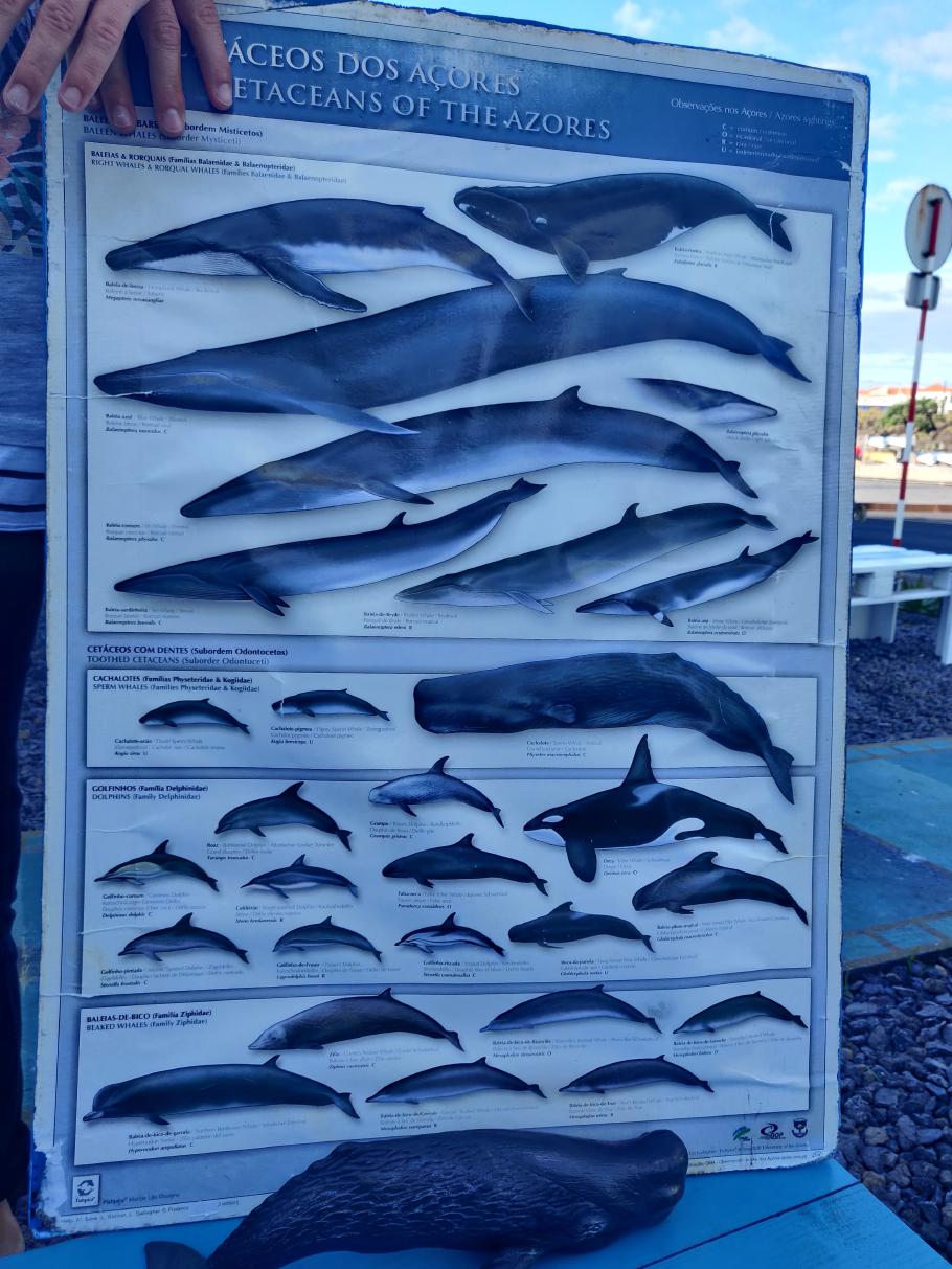 Walplakat auf unserer Walveranstaltung