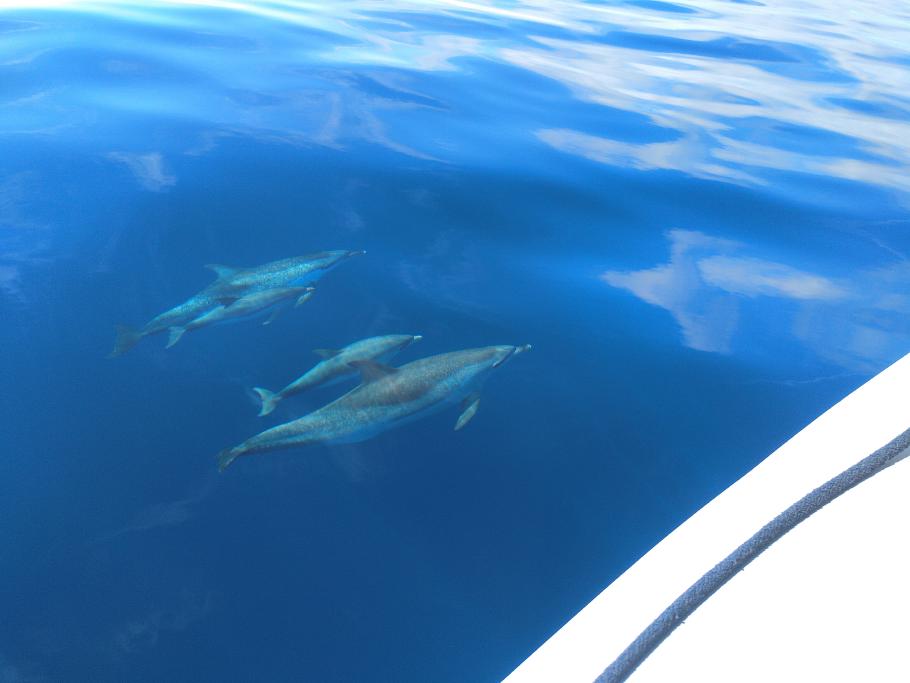 Im klaren Wasser sind sie gut zu sehen