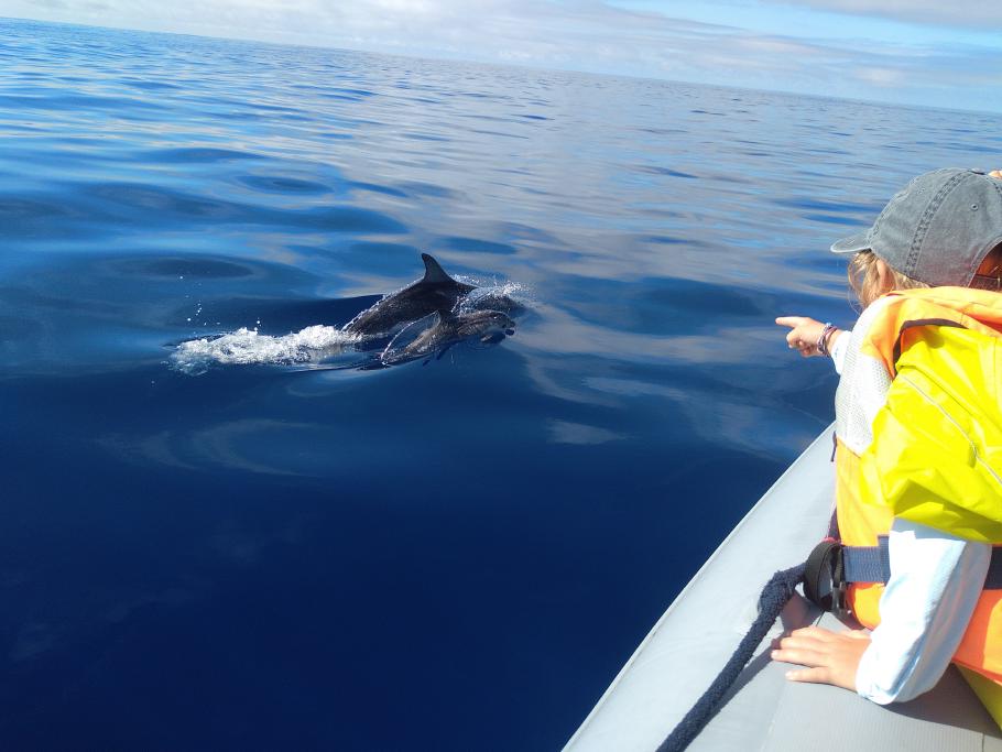 Zügeldelfine schwimmen um das Boot herum