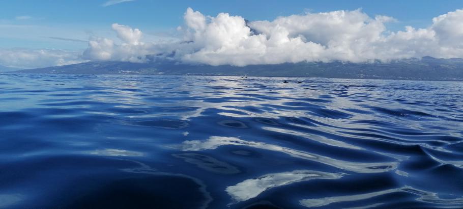 Während sich die ersten Wolken am Pico sammeln, entdecken wir eine Schule Delfine