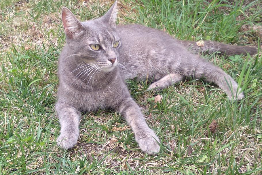 Nach einem leckeren Snack gehört die Katze zum Inventar.
