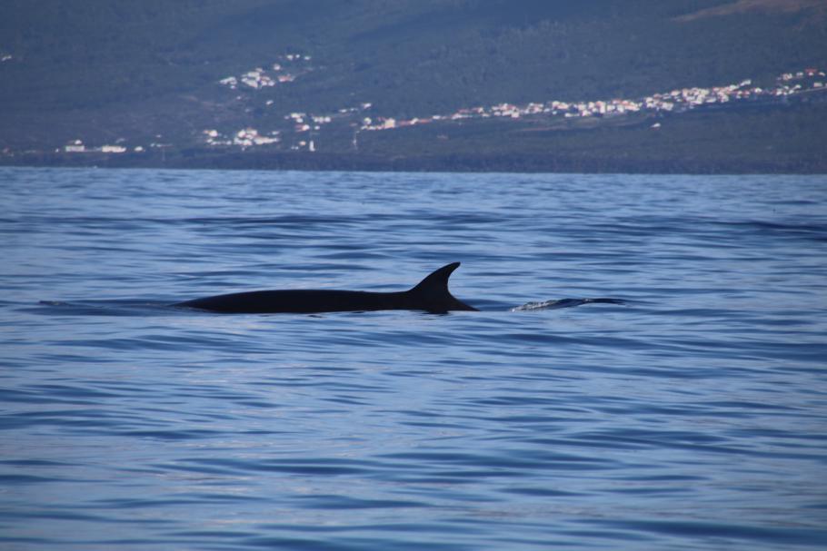 Ein etwa 12 Meter langer Seiwal