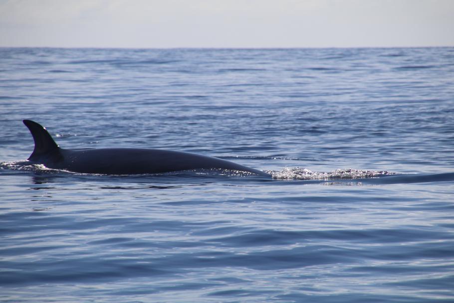 Und gleich noch einer in dieser Größe
