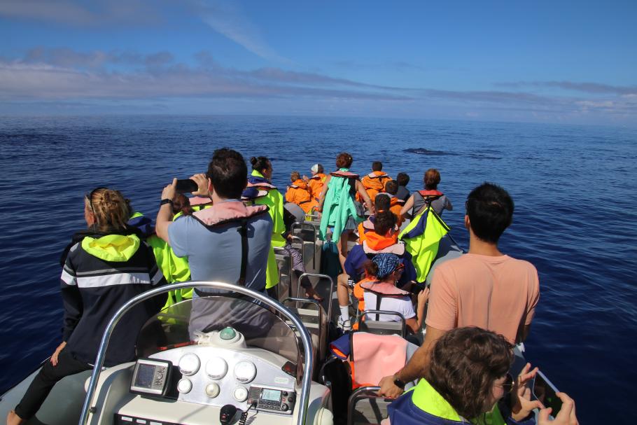 Die Wale lassen sich eine ganze Weile von uns begleiten