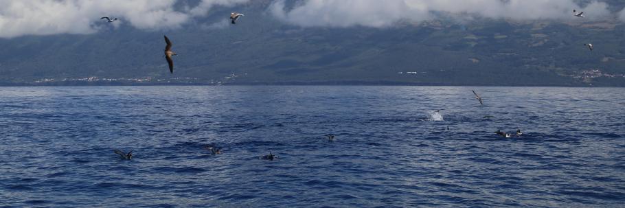 Im aufgewühlten Wasser ist ein Fischschwarm, der von Delfinen zuammengetrieben wird