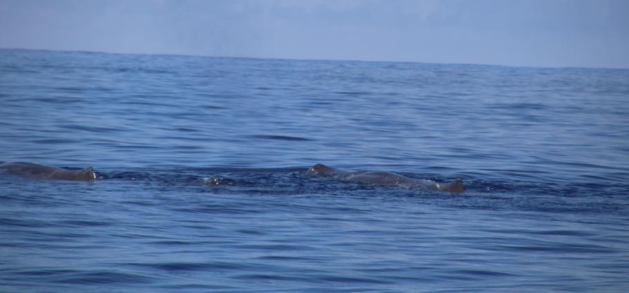 Zwei Elterntiere und ein junges Kalb
