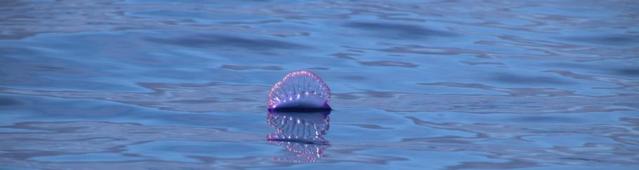 Portugiesische Galere - Baden sollte man hier lieber nicht