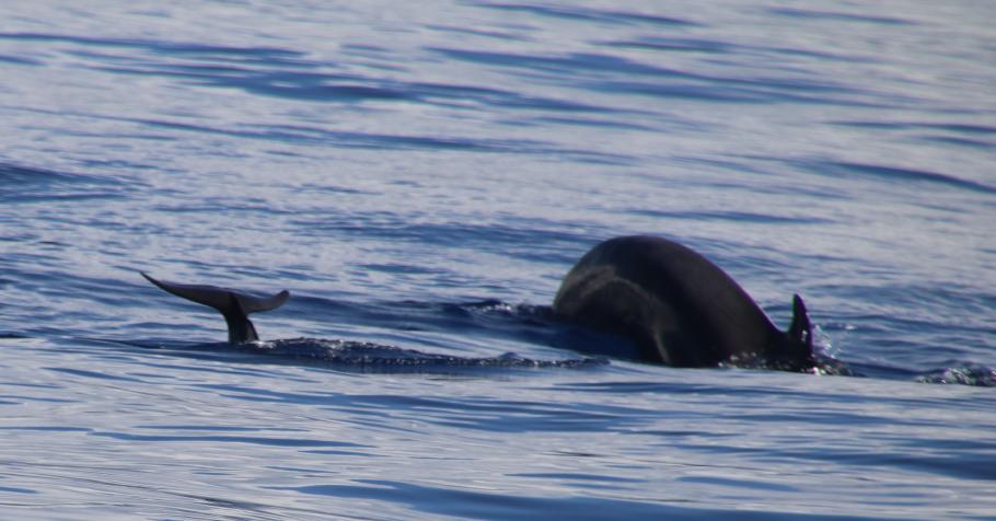 Grindwale bei der Fischjagd