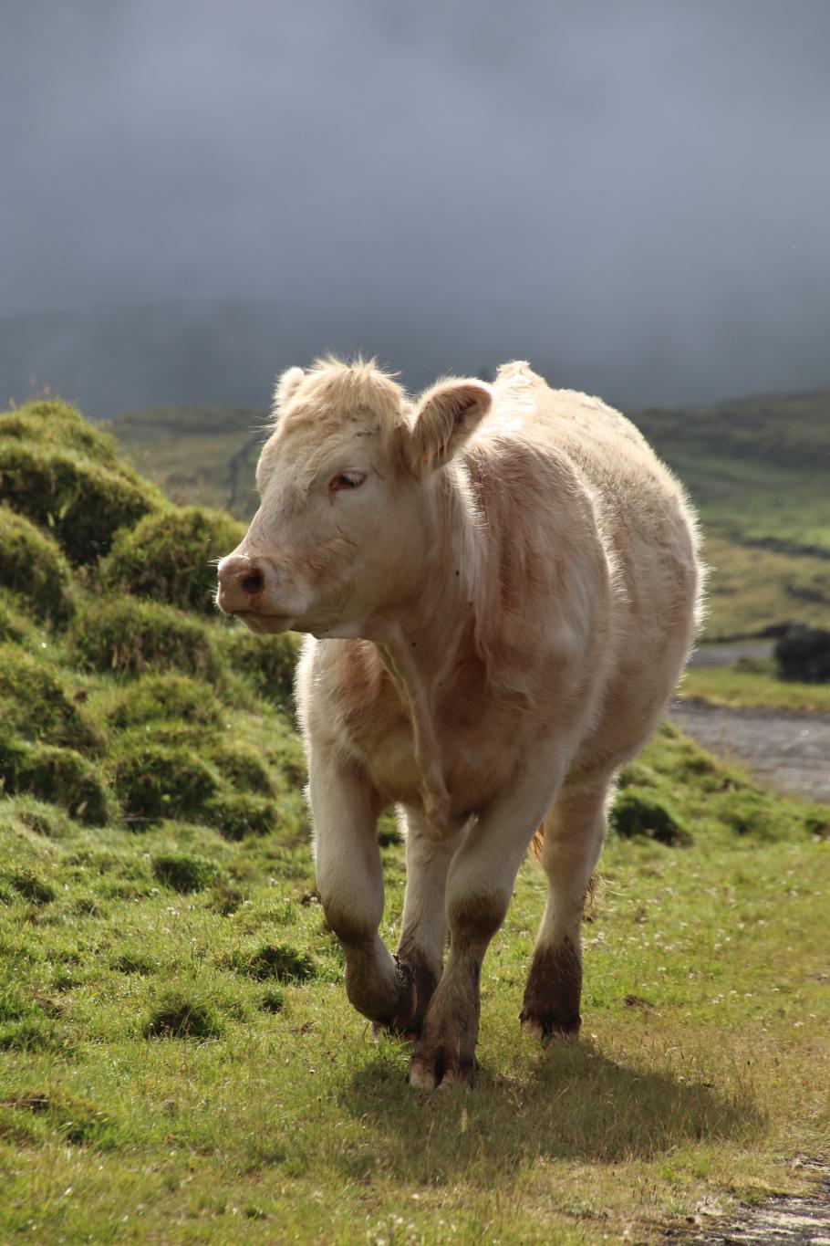Auch die Kühe freuen sich über die Sonne