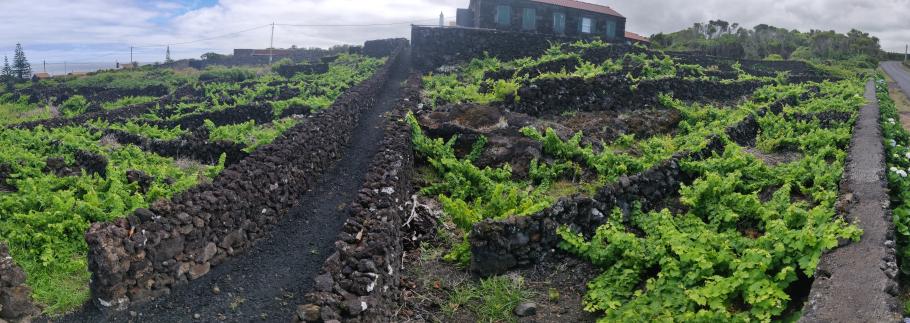 Die Mauern speichern Wärme, liefern Spurenelemente und schützen vor Salz und Errosion