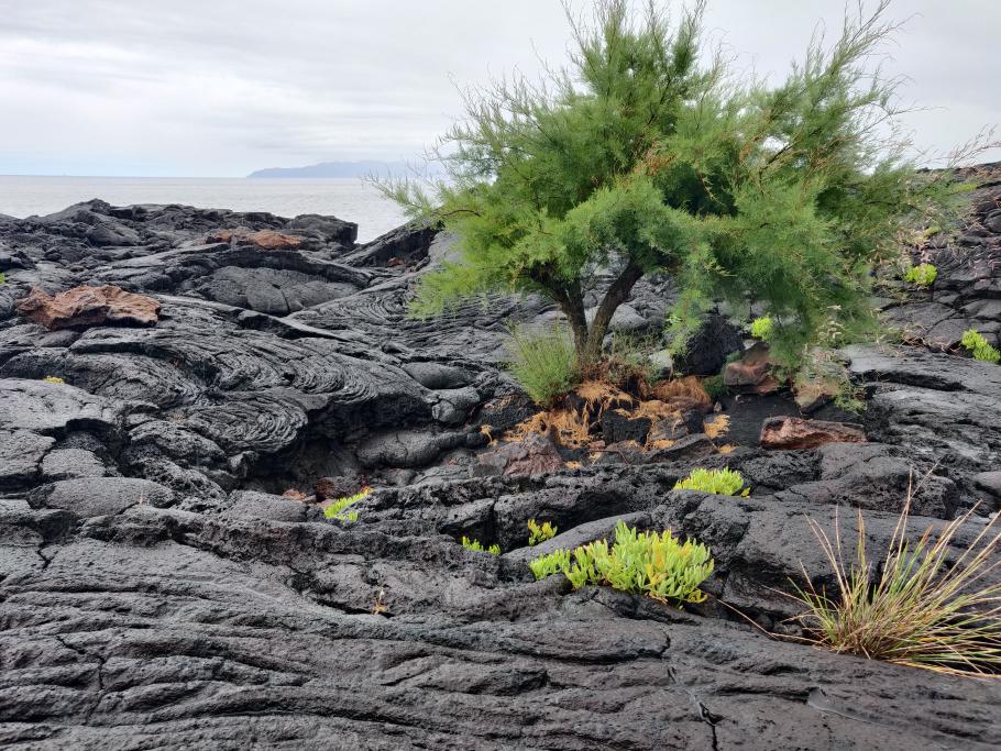 Ganz langsam macht die Natur die Lavafelder urbar