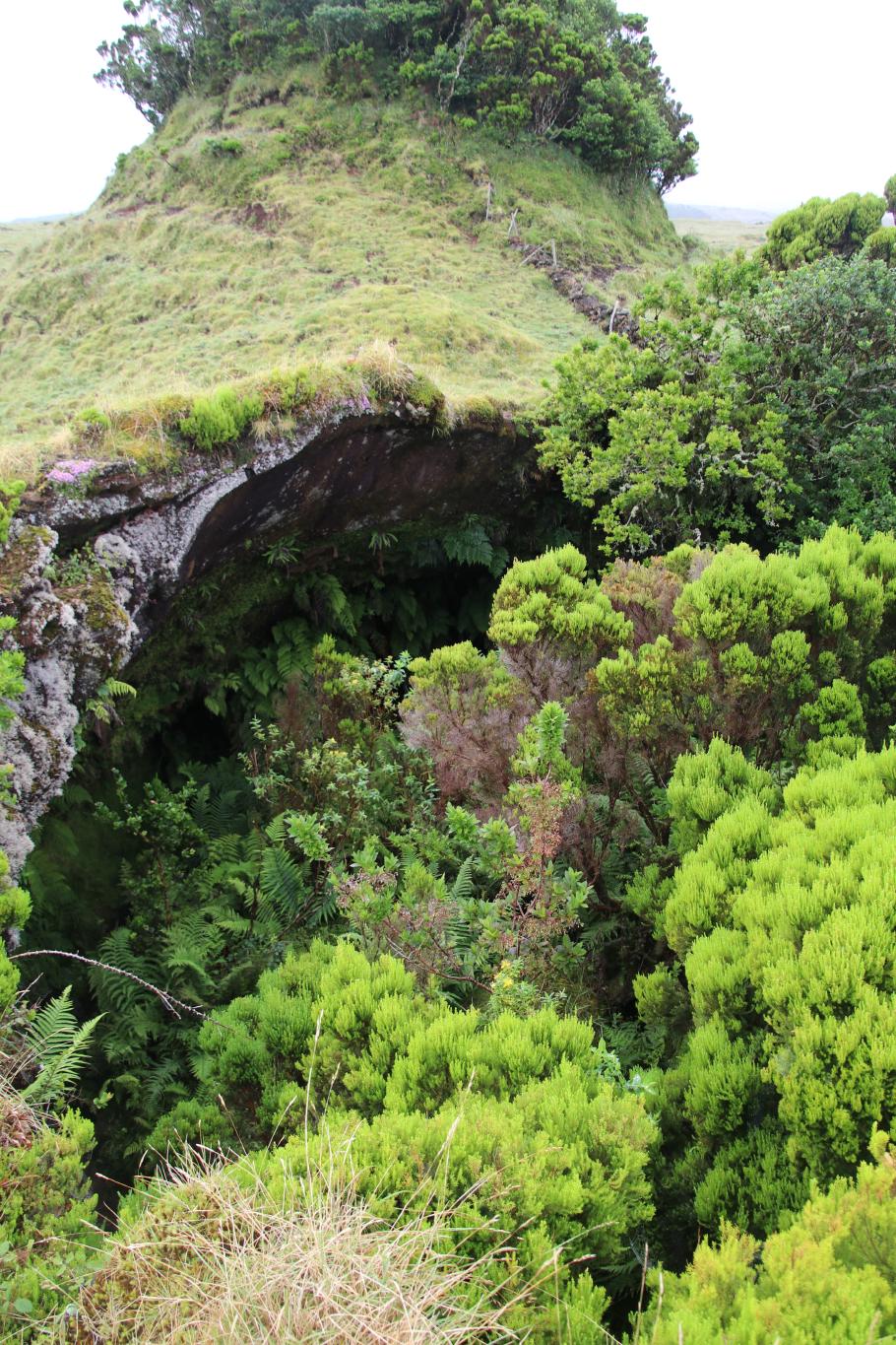 Der Eingang zur Lavaröhre ist üppig bewachsen