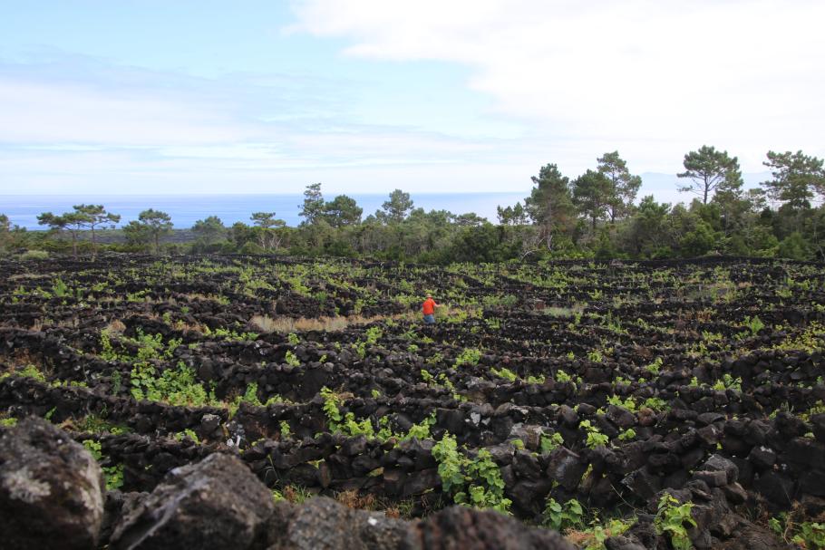 Nur noch ein kleiner Teil der Weingärten wird traditionell bewirtschaftet