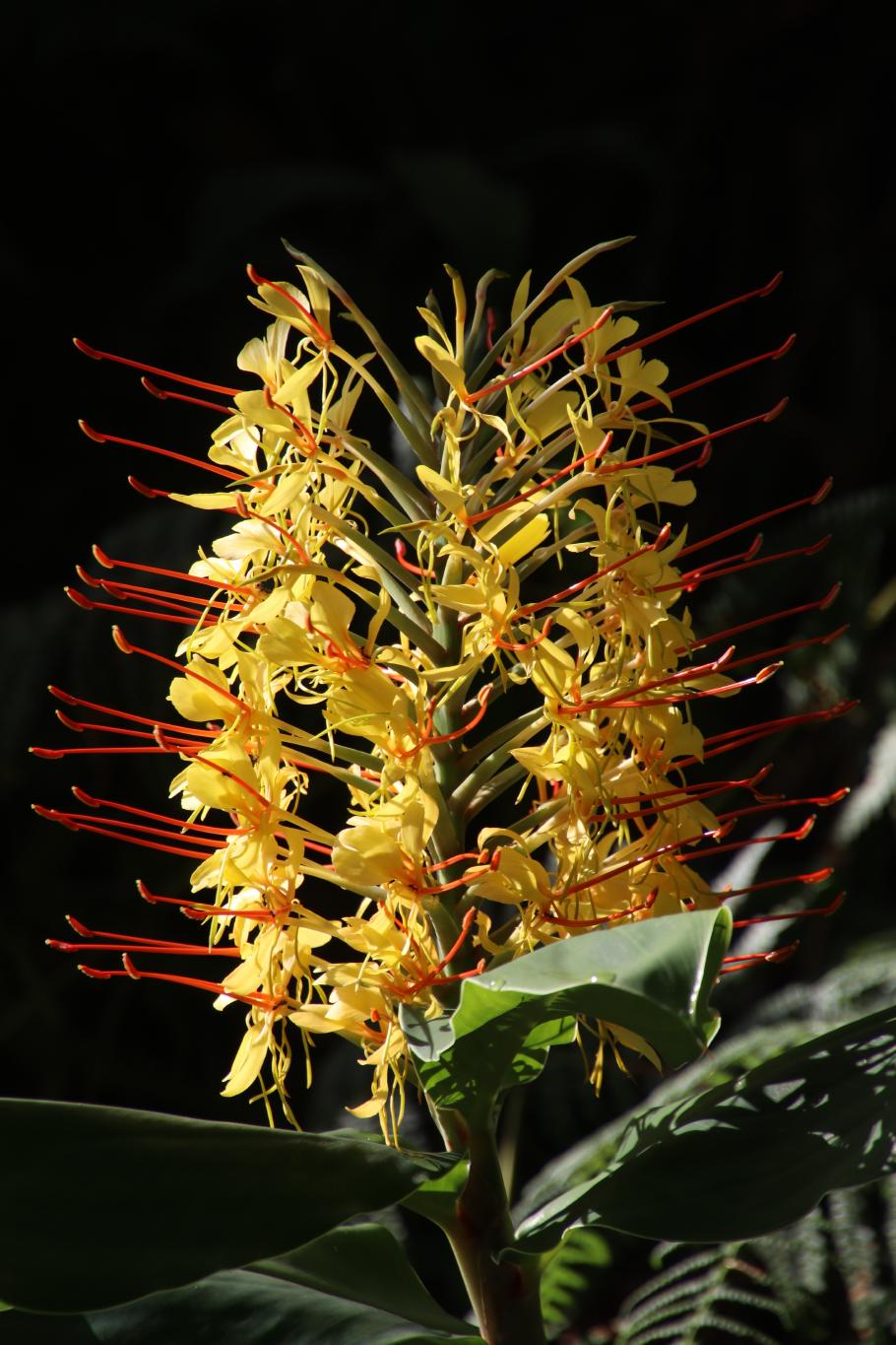 Die Blüten der Ingwer-Lilie bieten eine farbenprächtige Abwechslung zu den allgegenwärtigen Hortensien am Straßenrad
