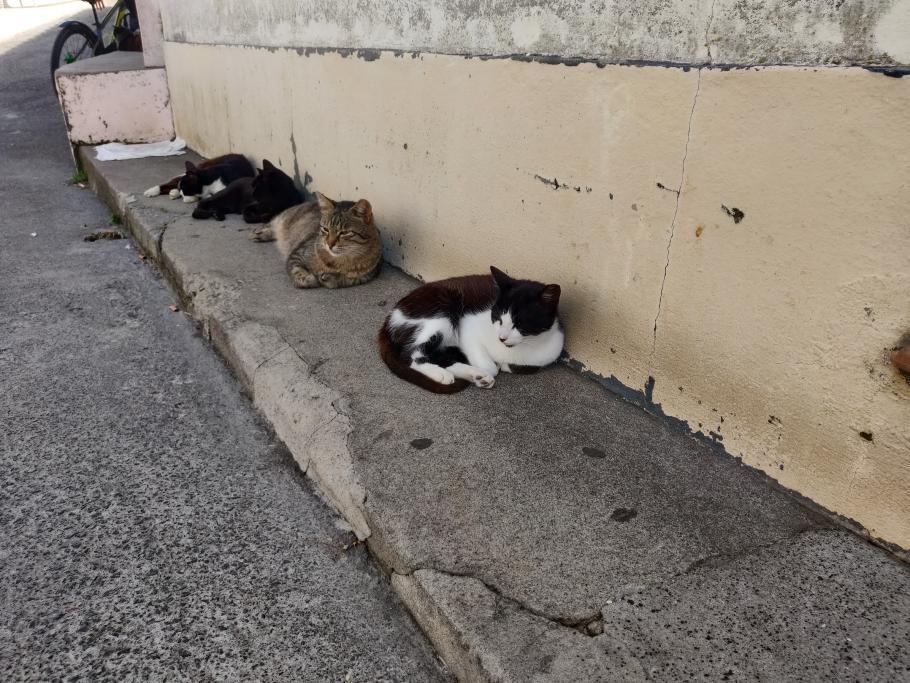 Im kleinen Dörfchen faulenzen noch etliche weitere Kätzchen