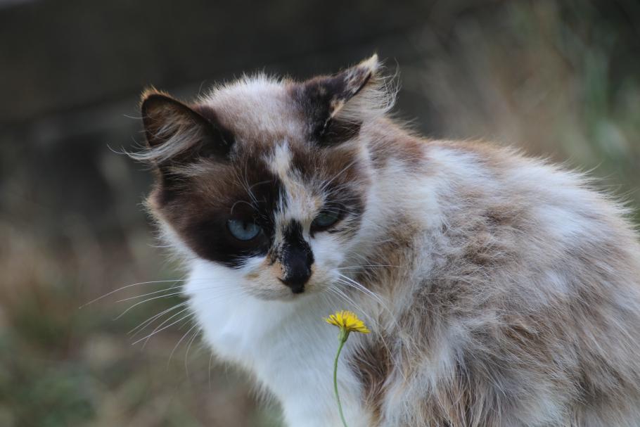 Am Parkplatz begegnen wir ein paar hübschen Katzen