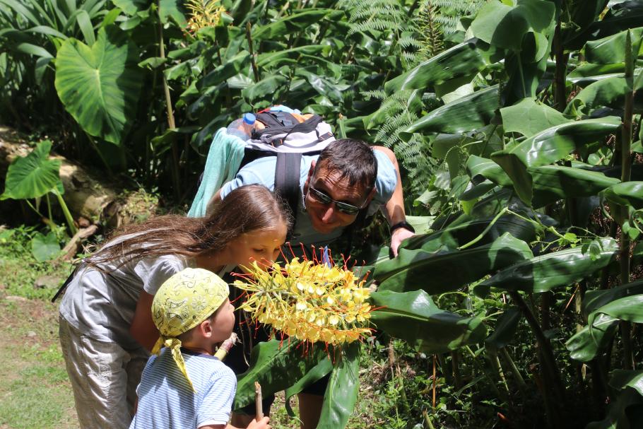 Die beeindruckend große Blüte der Ingwer-Lilie verbreitet einen süßen Duft