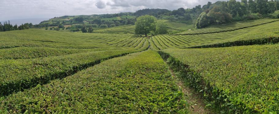 Die Teeplantage prägt hier die Landschaft