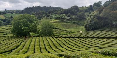 image from Wandermuffeltee