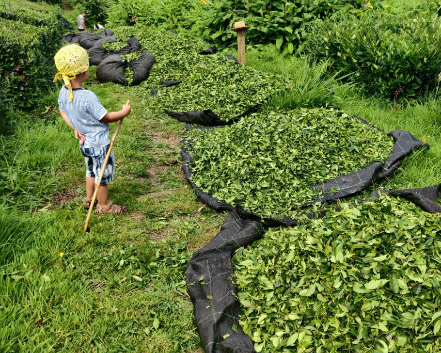 Einer der Aufseher prüft die Qualität der Ernte