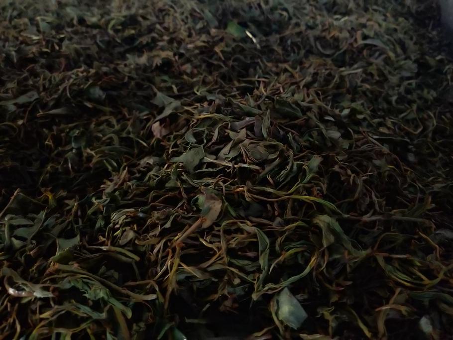 Vor dem Genuss darf der Tee erst einmal oxydieren
