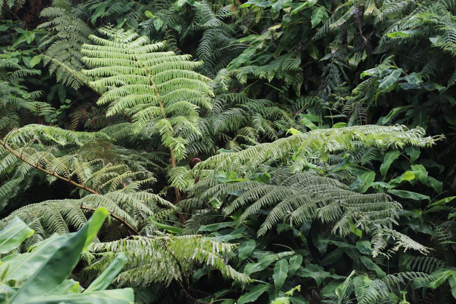 Meterhohe Farne erinnern an die Vegetation vergangener Zeitalter