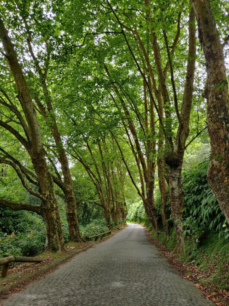 Auf dem Weg fahren wir durch wunderschöne Platanen-Alleen