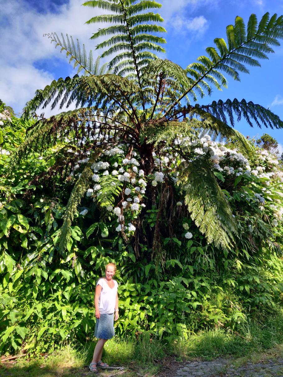 Auch hier wachsen die meterhohen Baumfarne