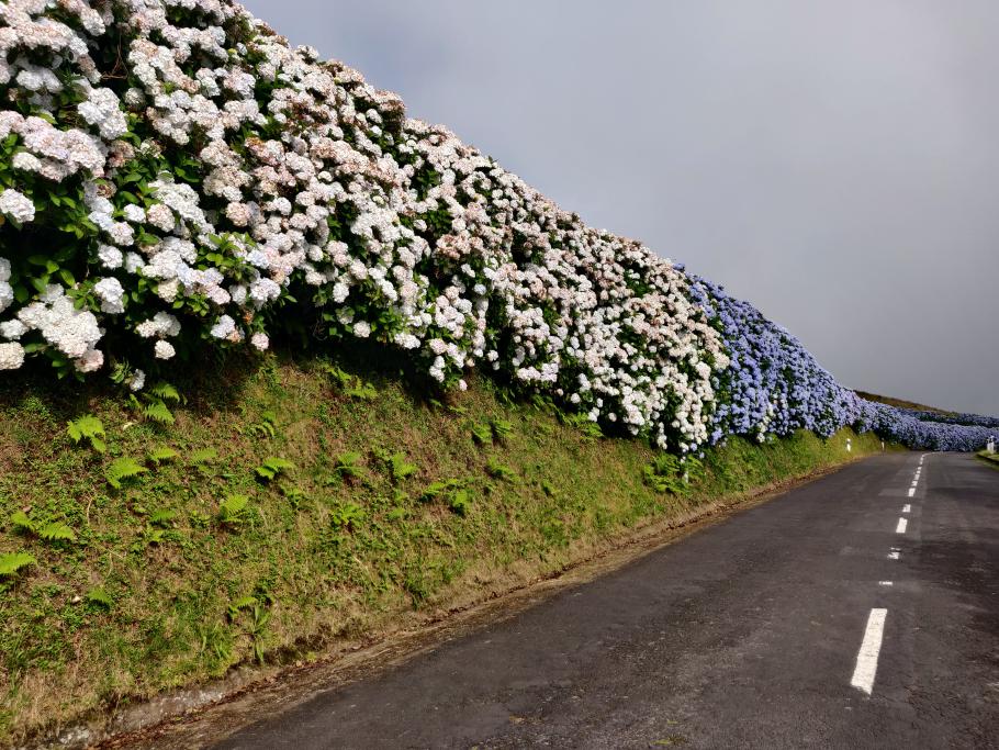 Die Straßen sind auch hier wieder mit alten Bekannten bewachsen