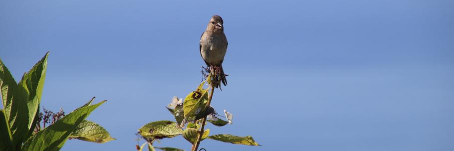 Ein Fink am Wegesrand trällert uns sein Liedchen