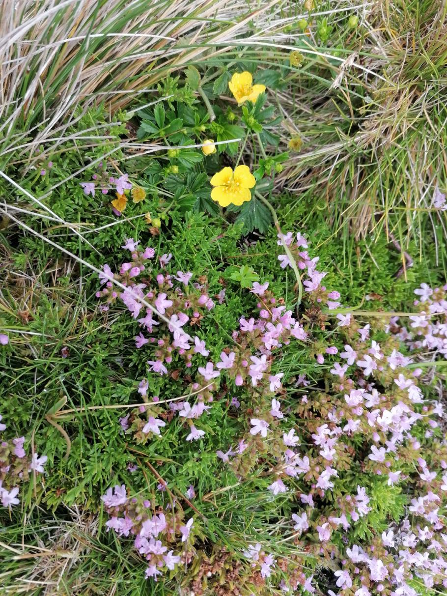 Auf den sumpfig-feuchten Wiesen gedeihen jede Menge Blumen