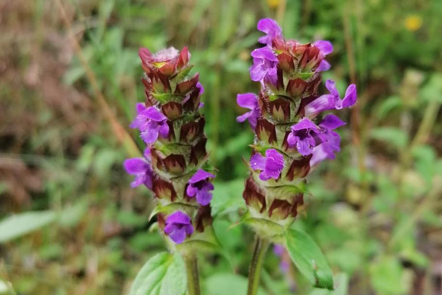 Wilder Salbei - den haben wir auch im Garten