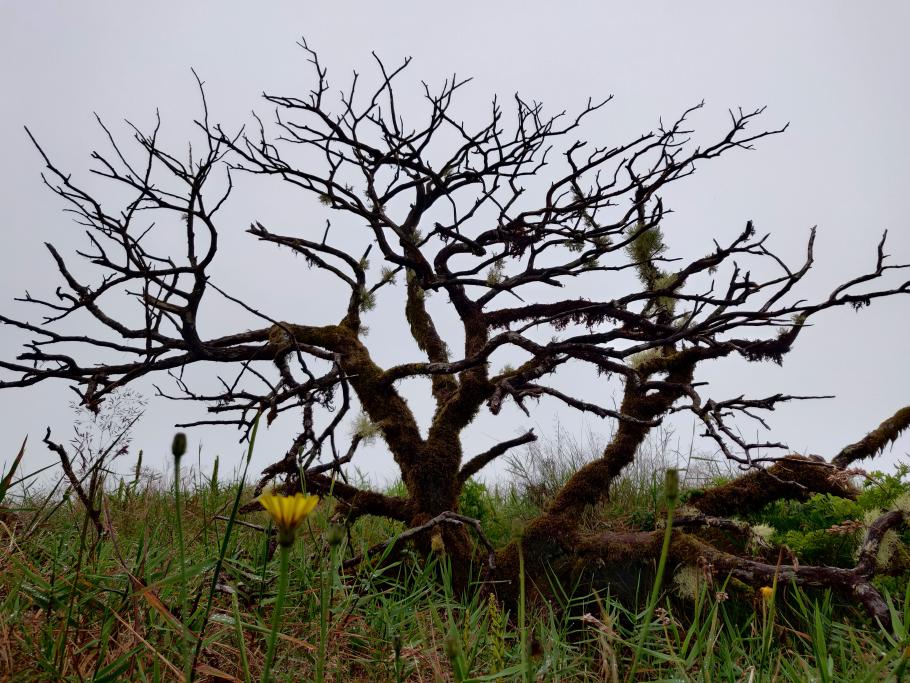 Nicht jede Pflanze mag das Wetter hier oben