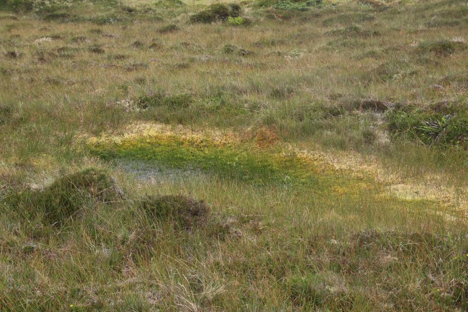 Überall sind kleine Tümpel, in denen Frösche leben