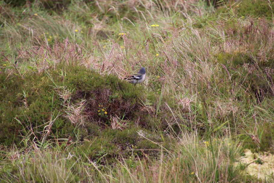 Die Finken und andere Vögel zwitschern überall in der Nähe, lassen sich aber kaum fotografieren