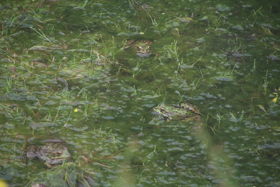 Kurz vor dem Ende der Strecke gelingt es Anke, sich an ein paar der Frösche anzuschleichen