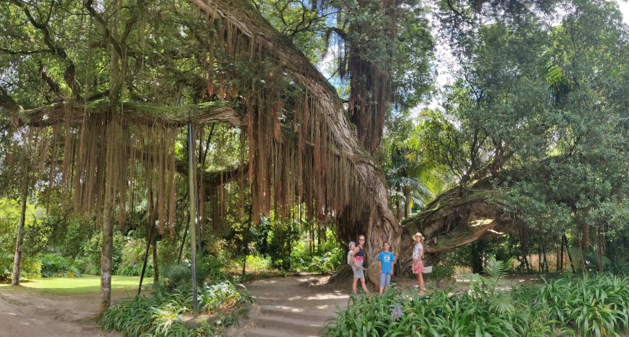 Ein neuseeländischer Eisenholzbaum begrüßt die Besucher mit ausladenen Ästen