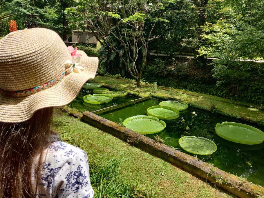 Wenn man diese Seerosenblätter mit Wasser füllt, könnte man Seerosen darin anpflanzen