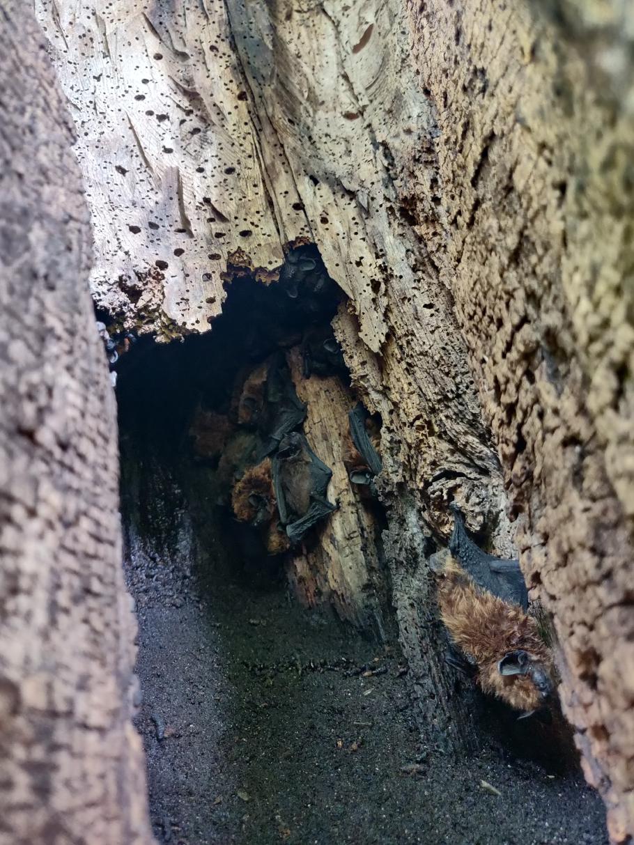 Wir lassen die kleinen Vampire in Ruhe schlafen