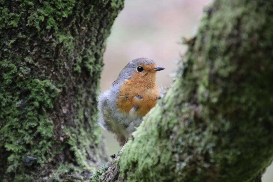 Ein Rotkehlchen hüpft zwischen den Pflanzen umher
