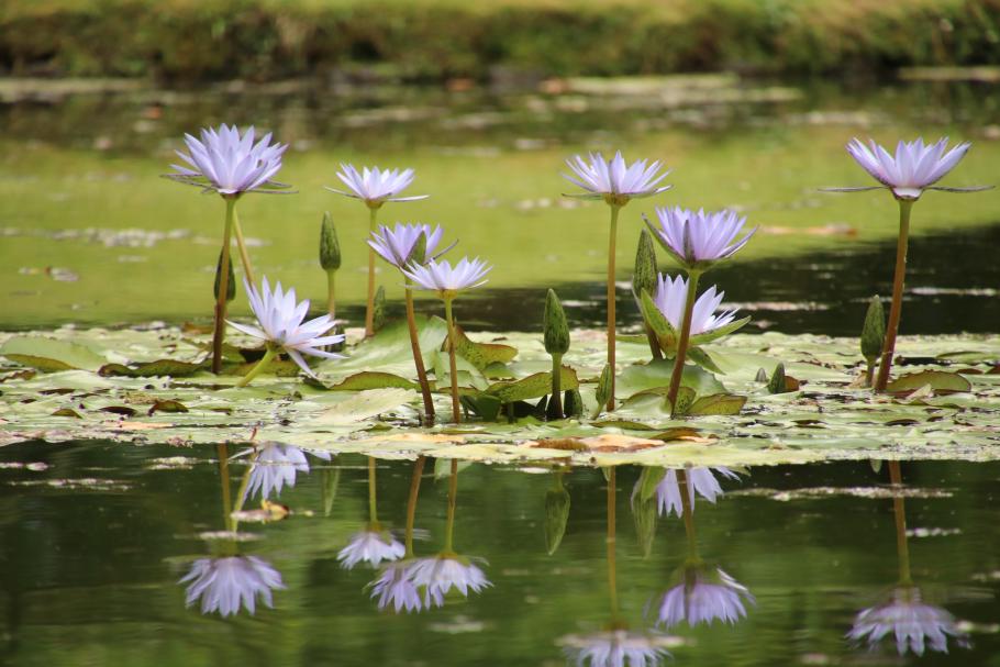 Seerosen gibt&rsquo;s auch eine Nummer kleiner