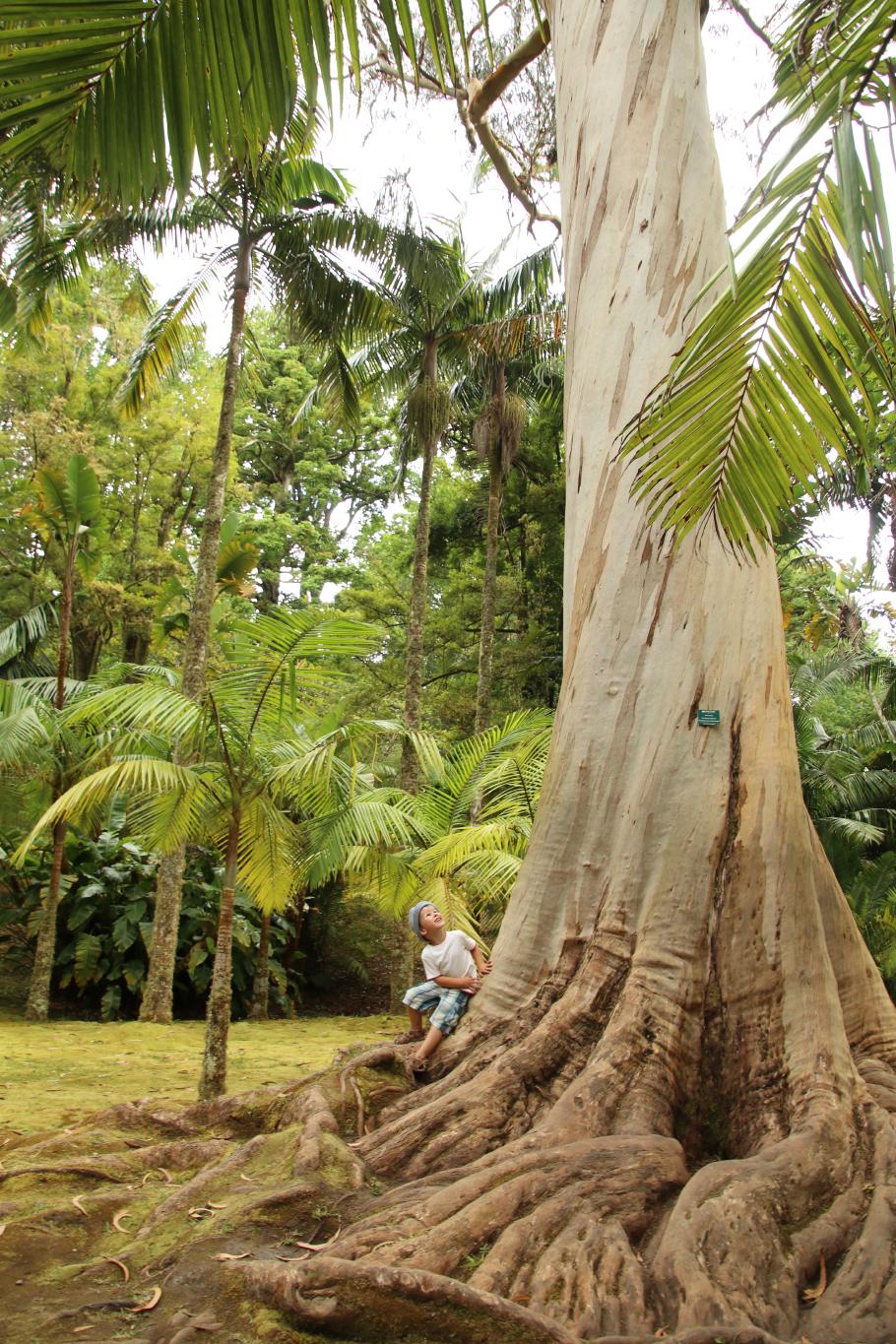 Wenn ich groß bin, werd ich Eukalyptusbaum
