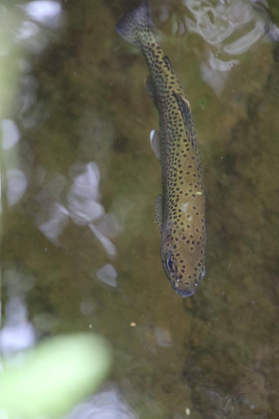 Im klaren Wasser tummeln sich junge Forellen