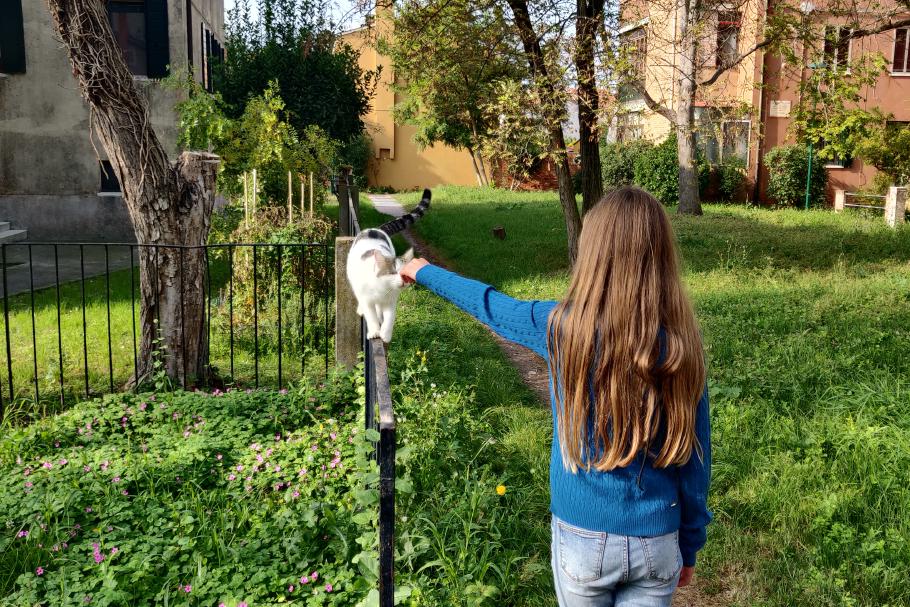 An Katzen mangelt es auch nicht