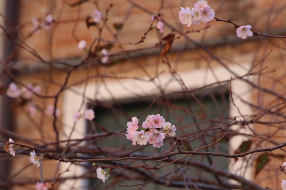 Neben uns blüht ein Mandelbäumchen
