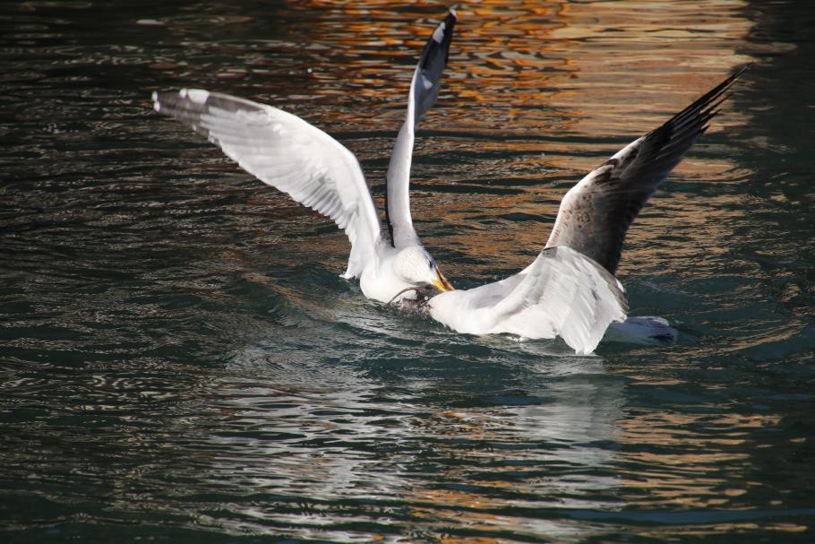 Zwei Möwen kämpfen um eine Kanalratte