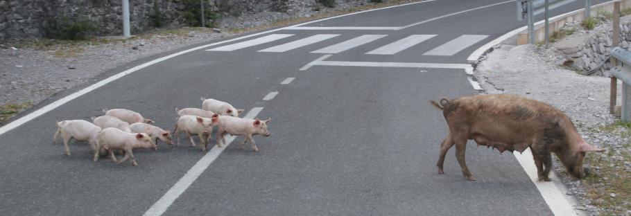 Die Straße wird auch hier nicht nur von Autos benutzt